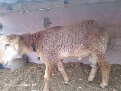 Nasli Dumba for Sale