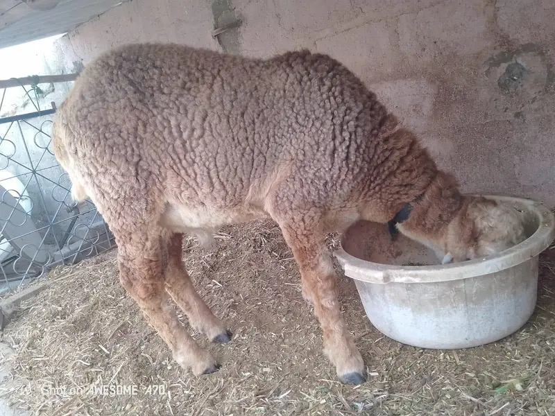 Nasli Dumba for Sale — photo 2