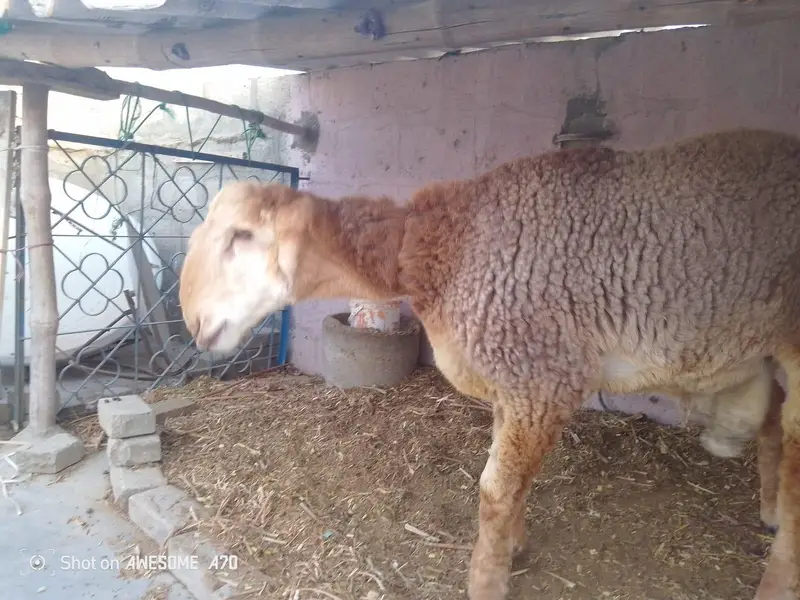 Nasli Dumba for Sale — photo 3