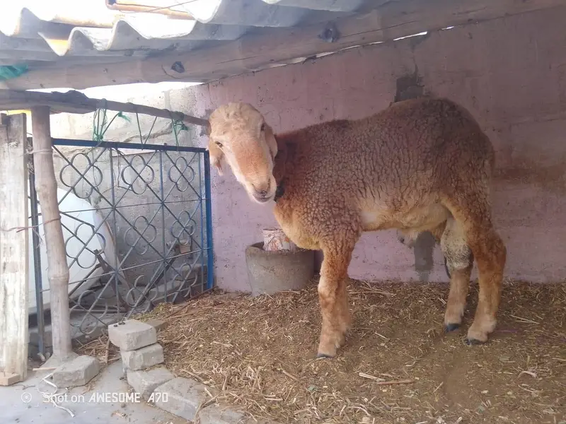 Nasli Dumba for Sale — photo 6
