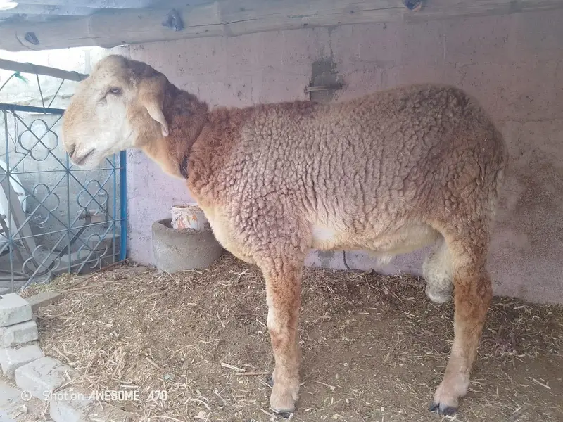 Nasli Dumba for Sale — photo 7