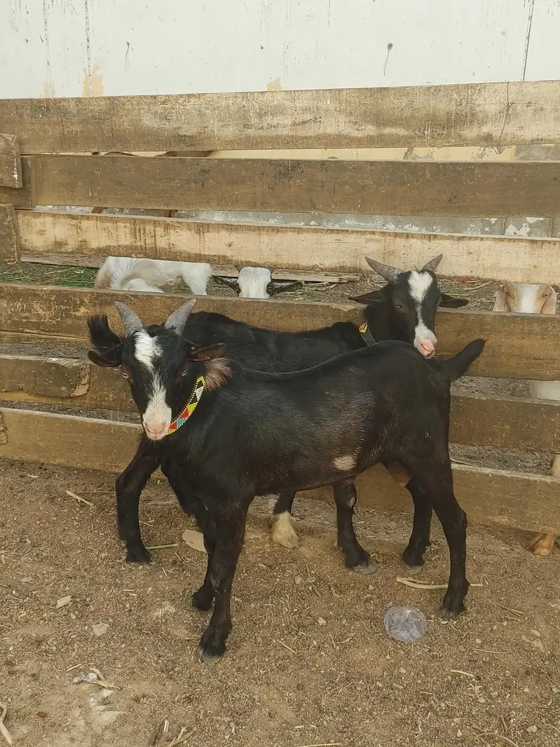 Black Chambe teddy bakre age 10 months — photo 2