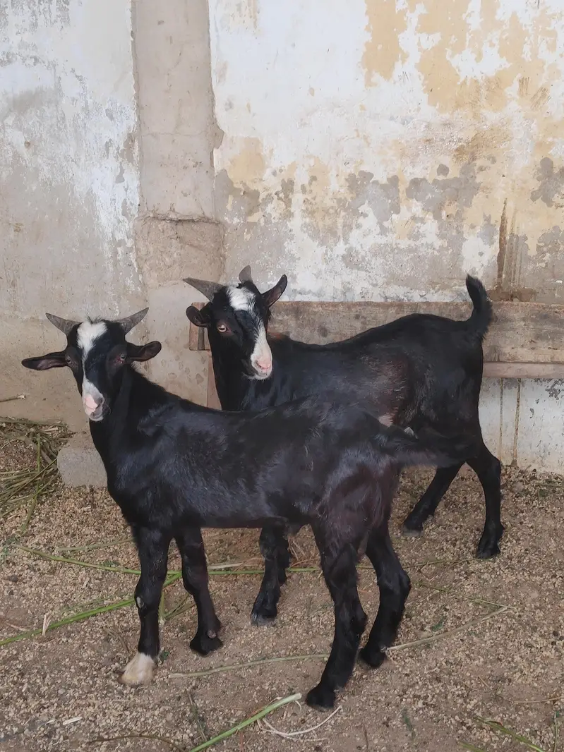 Black Chambe teddy bakre age 10 months — photo 3