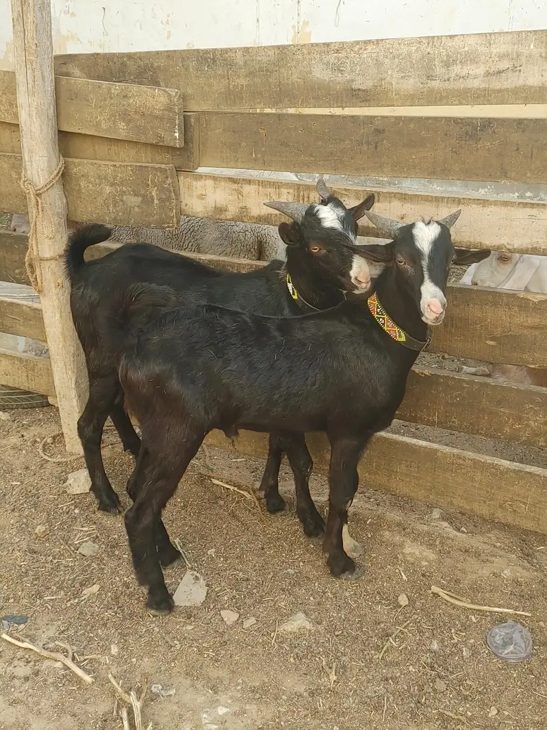 Black Chambe teddy bakre age 10 months — photo 4
