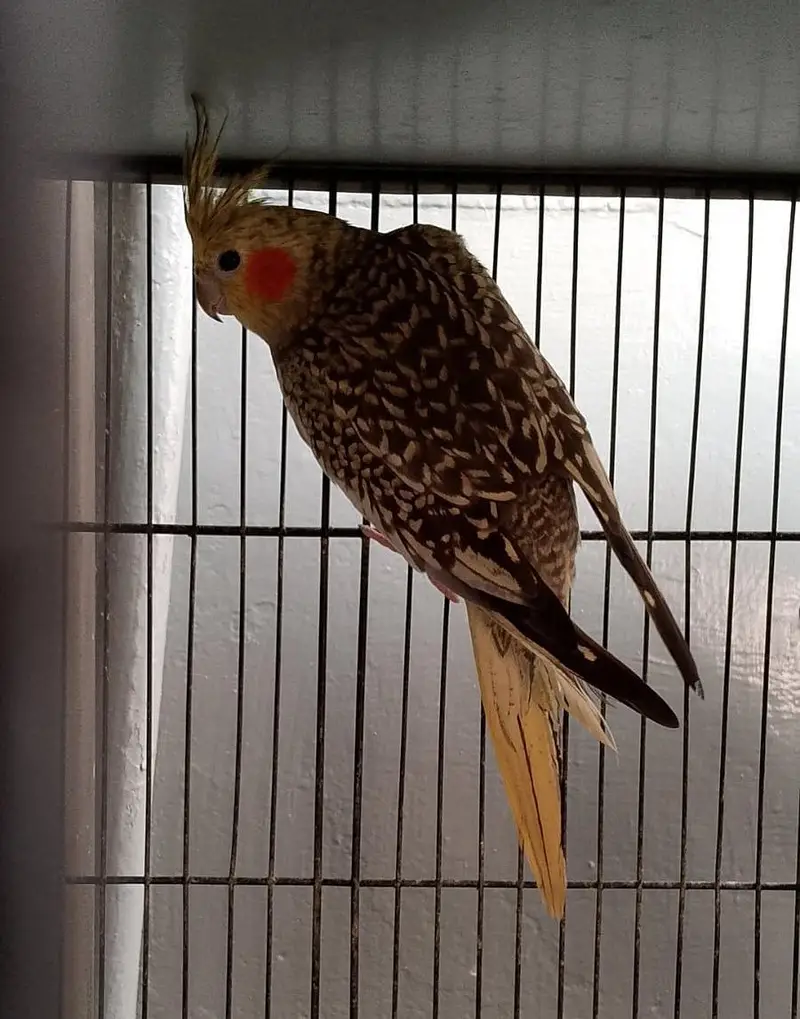 2 breeder pair or 1 extra female — photo 2