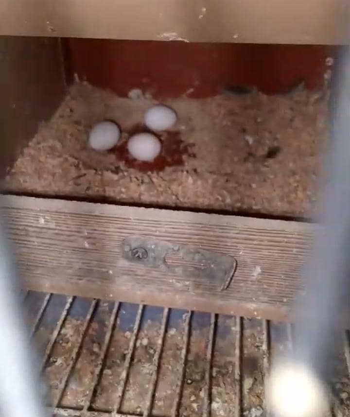 2 breeder pair 2