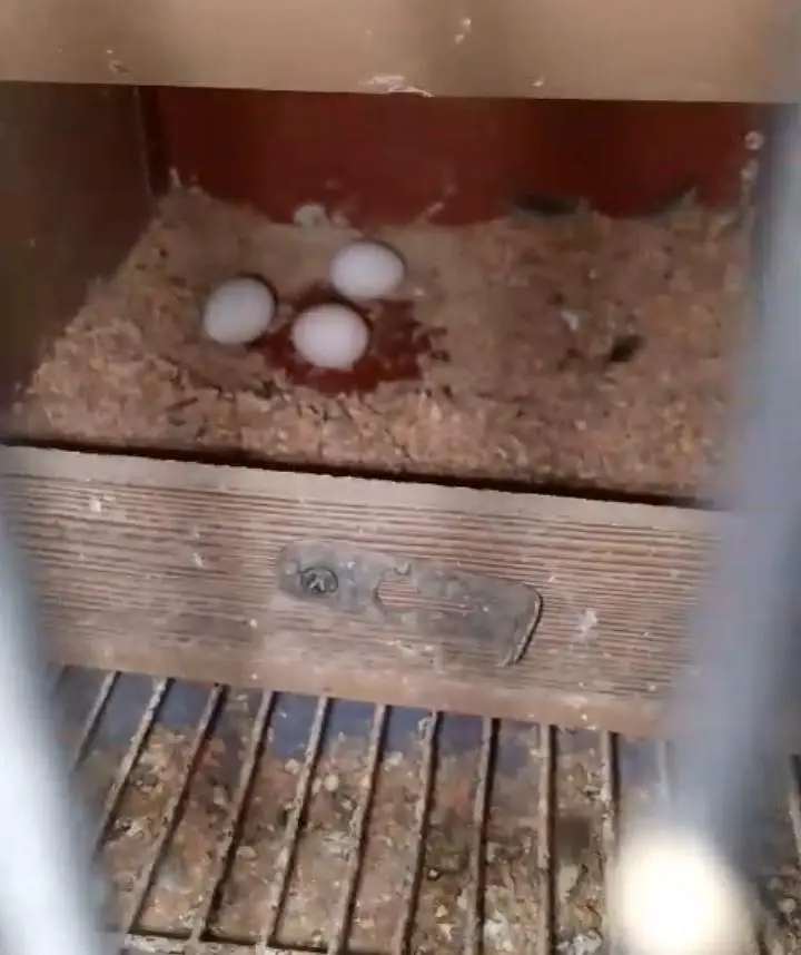 2 breeder pair or 1 extra female — photo 3