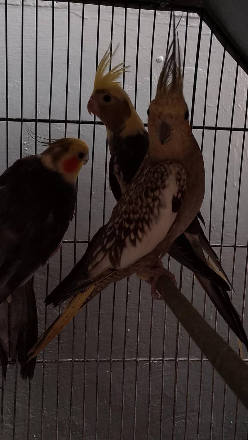 2 breeder pair 3
