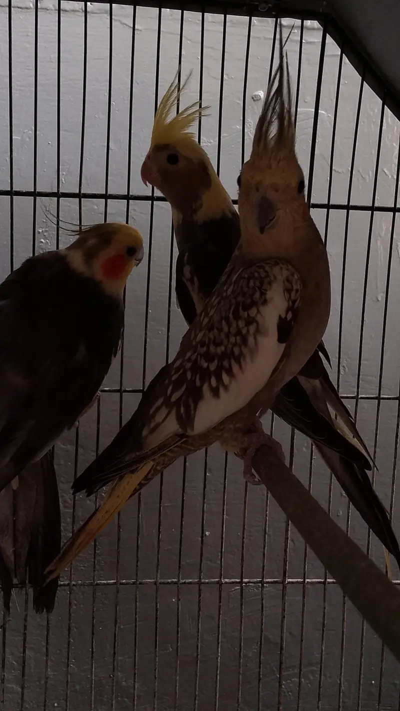 2 breeder pair or 1 extra female — photo 4