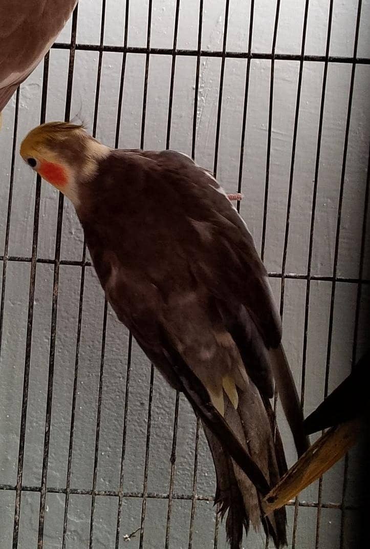 2 breeder pair 4
