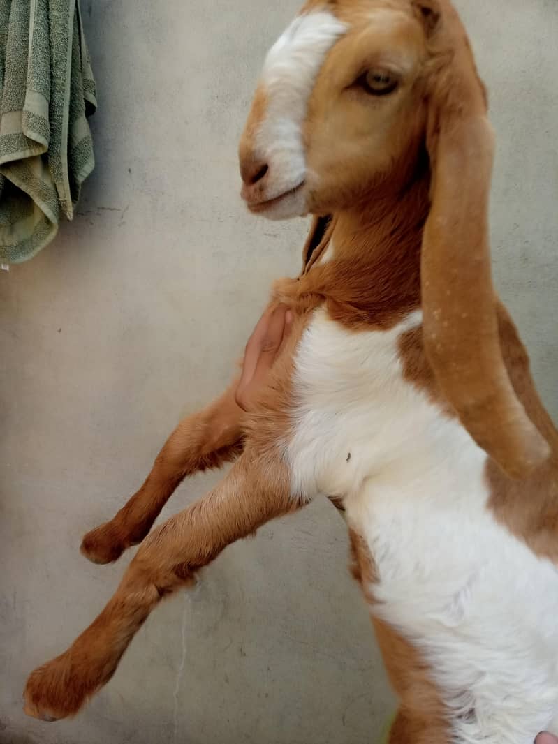 beetal bacha 1