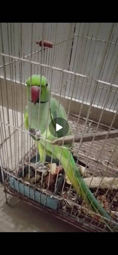 GREEN RINGNECK FACE TO FACE TALKING MALE
