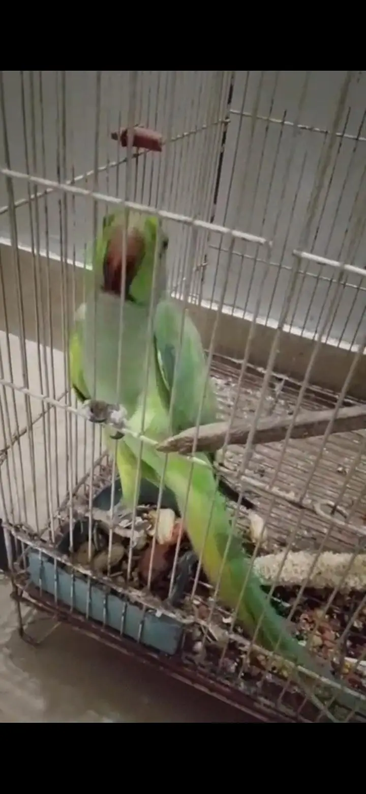 GREEN RINGNECK FACE TO FACE TALKING MALE — photo 2