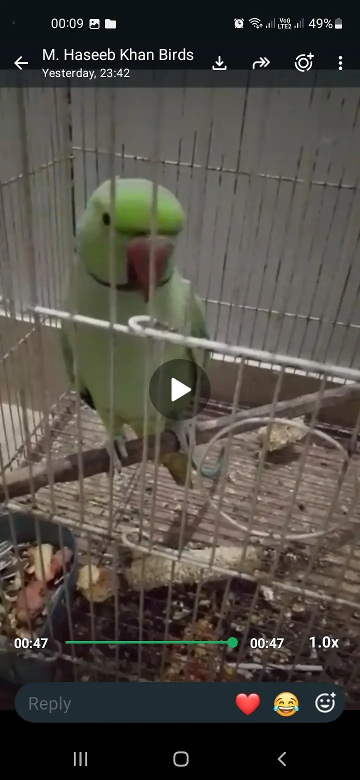 GREEN RINGNECK FACE TO FACE TALKING MALE — photo 3