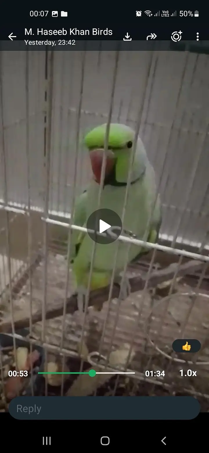 GREEN RINGNECK FACE TO FACE TALKING MALE — photo 4