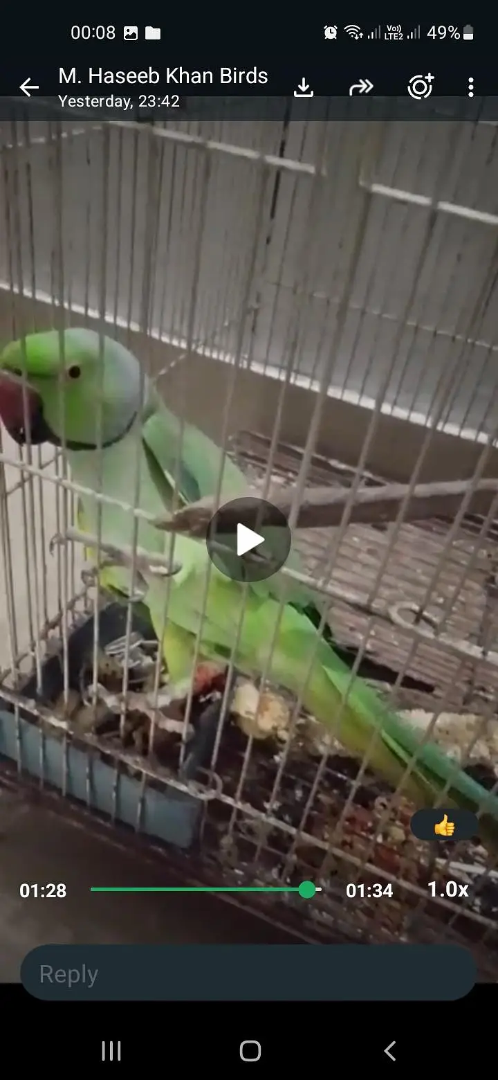 GREEN RINGNECK FACE TO FACE TALKING MALE — photo 5
