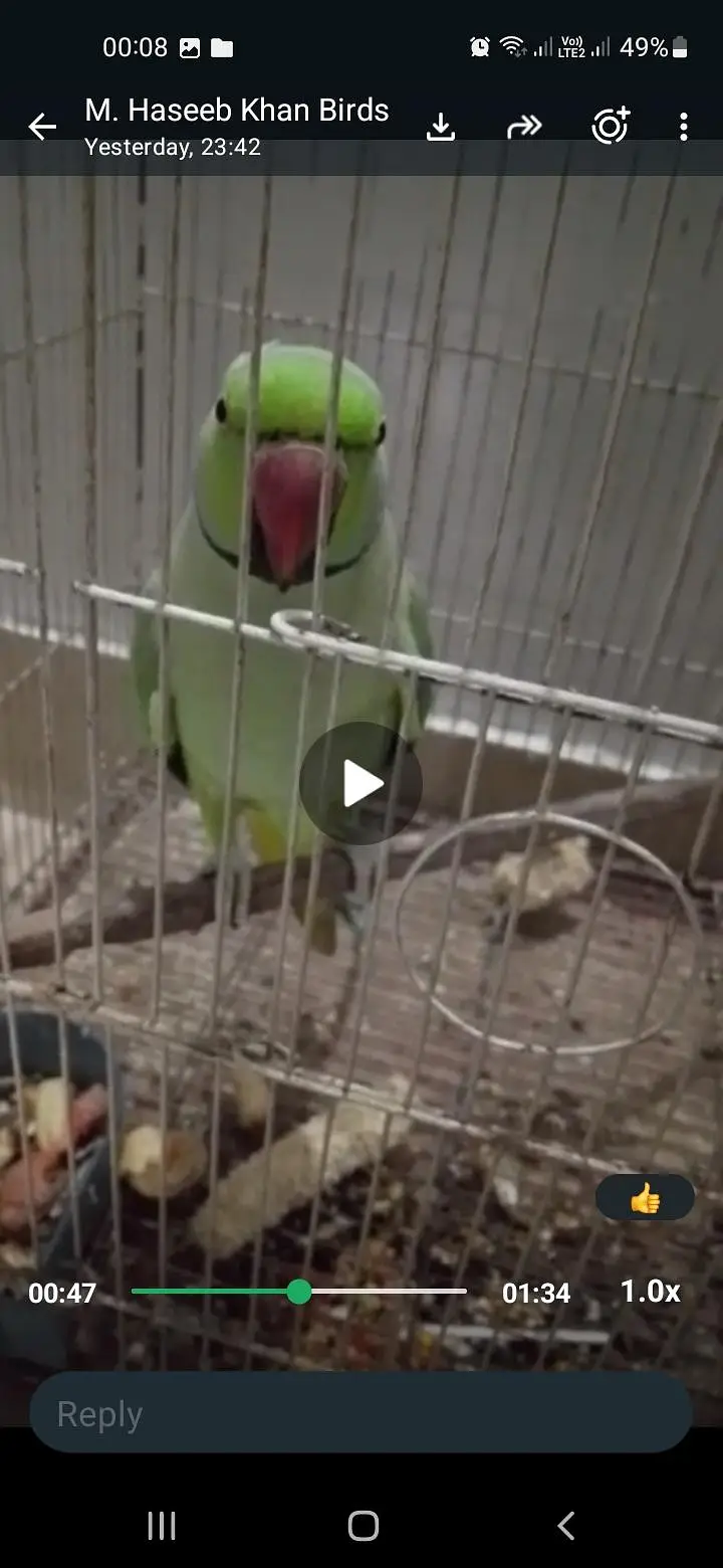 GREEN RINGNECK FACE TO FACE TALKING MALE — photo 6