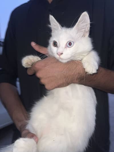 white persian double coat cat