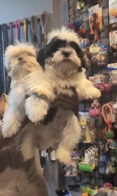 Shitzuu puppy male and female 2 puppy
