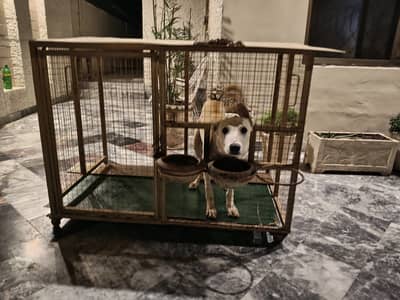 Big dog cage