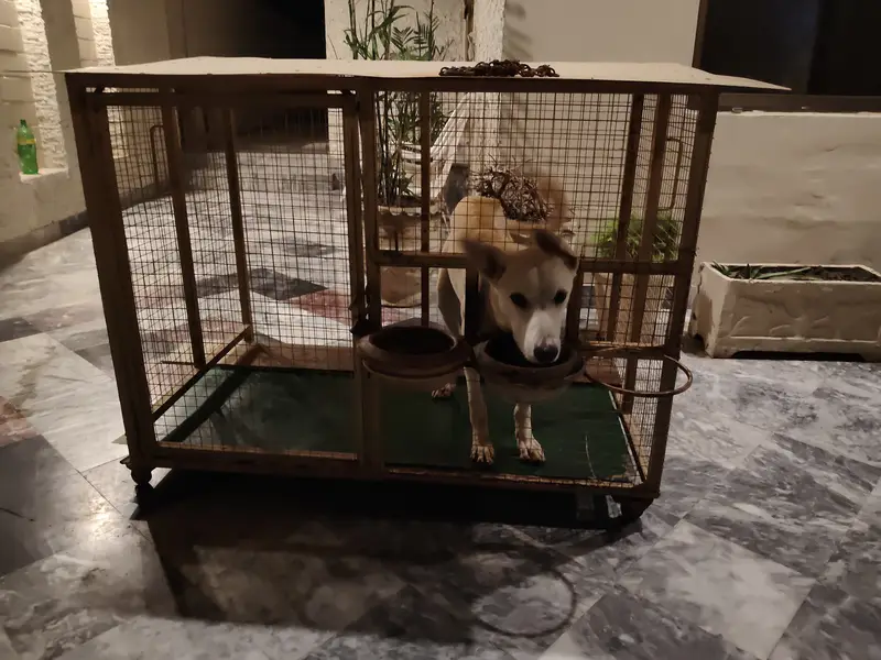 Big dog cage — photo 2