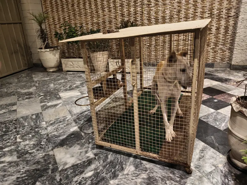 Big dog cage — photo 4