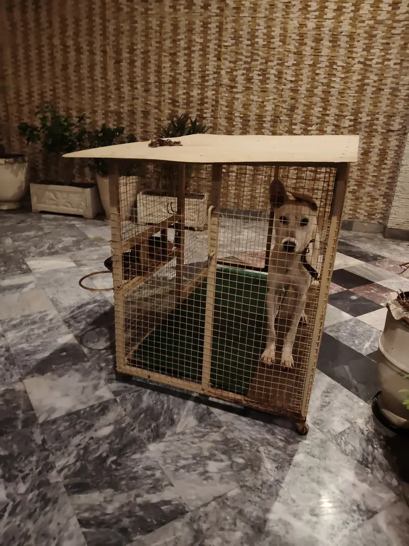 Big dog cage — photo 7