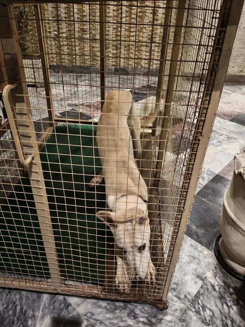 Big dog cage — photo 8