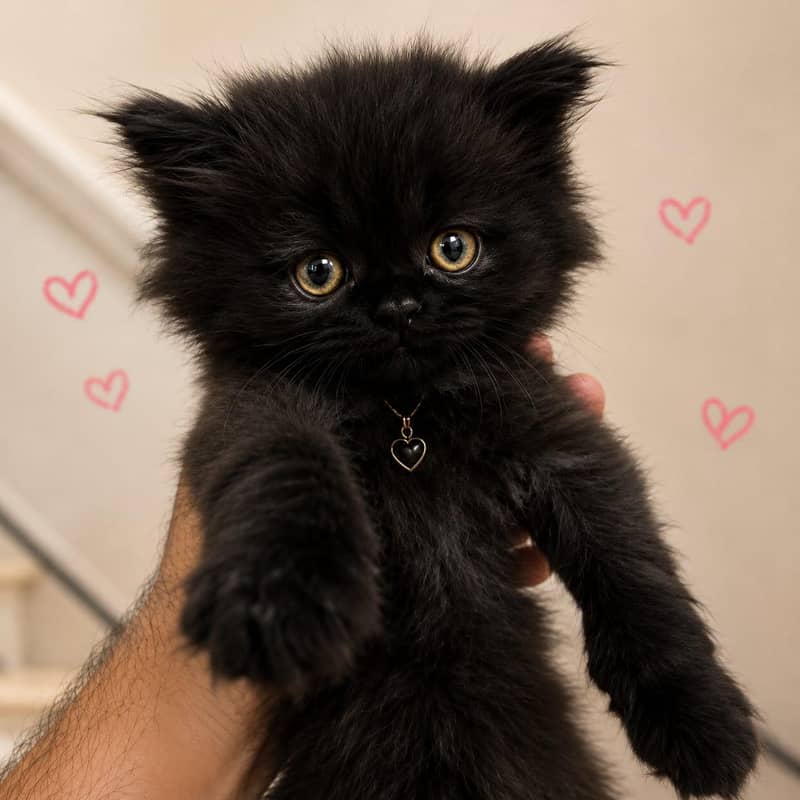 Persian kittens 1