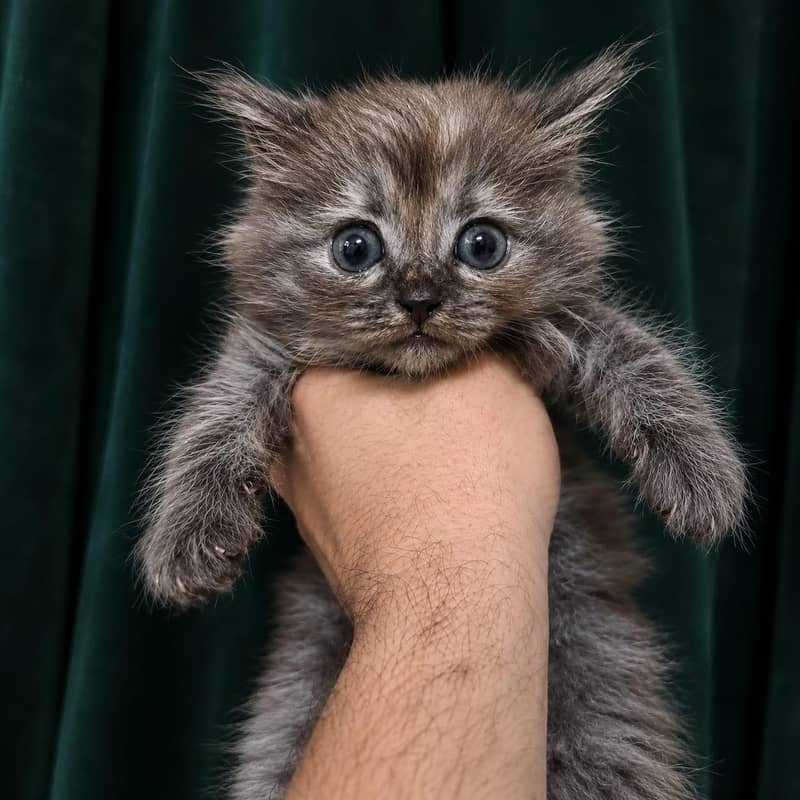 Persian kittens 3