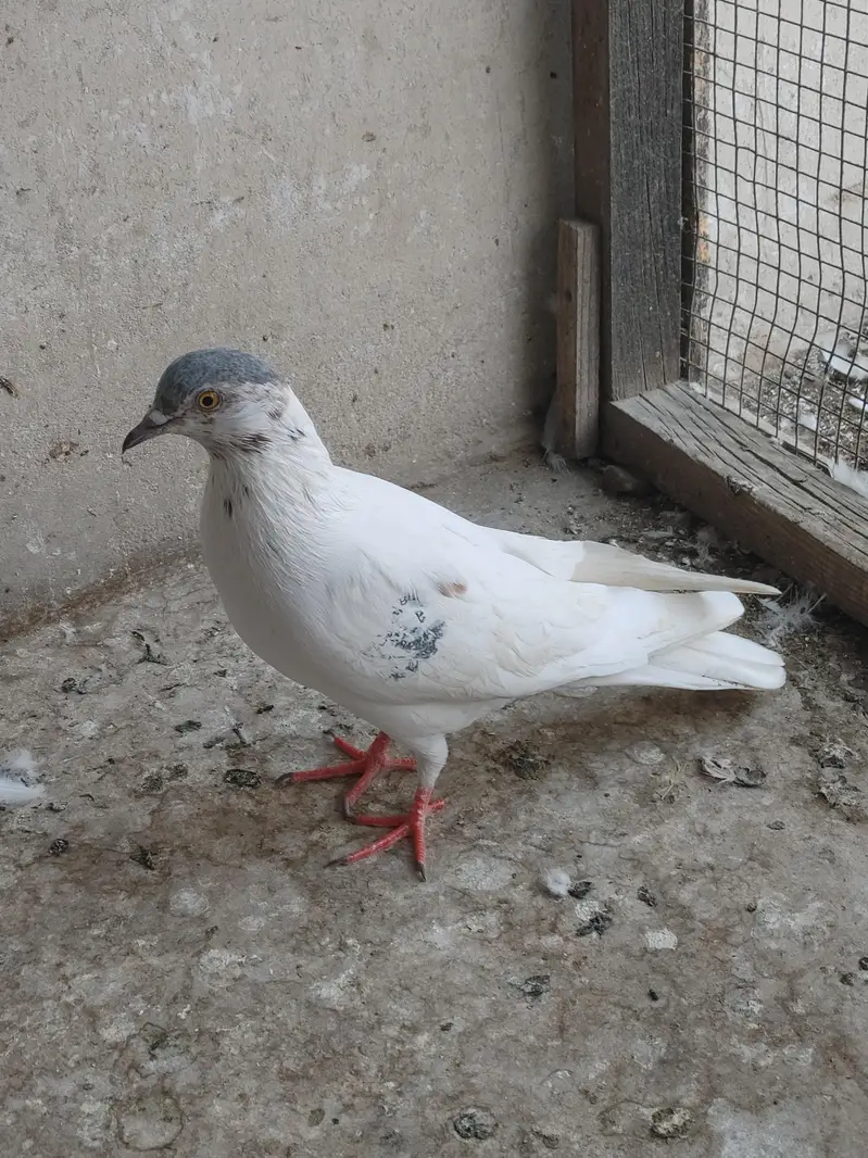 PATTI WALE — photo 2