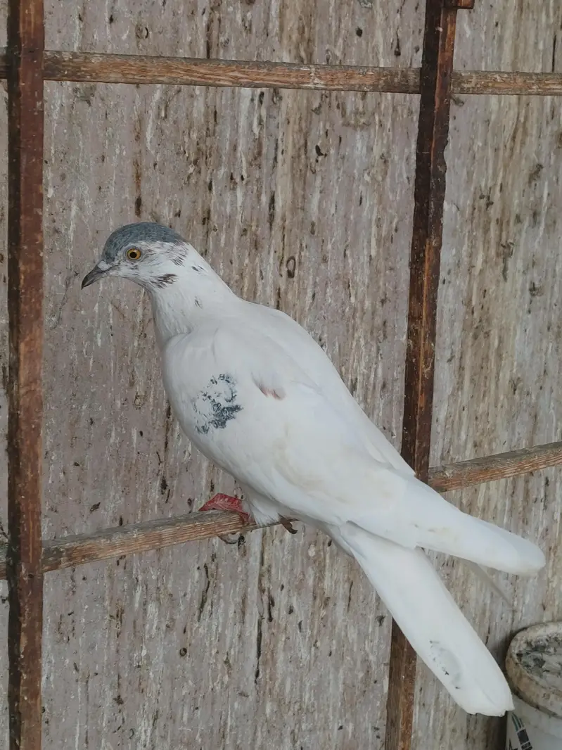 PATTI WALE — photo 3