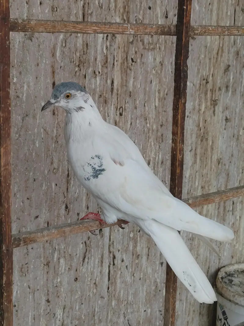 PATTI WALE — photo 4