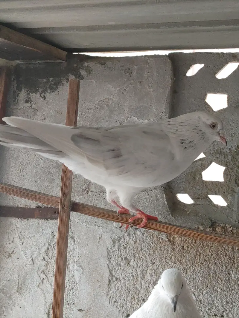PATTI WALE — photo 6