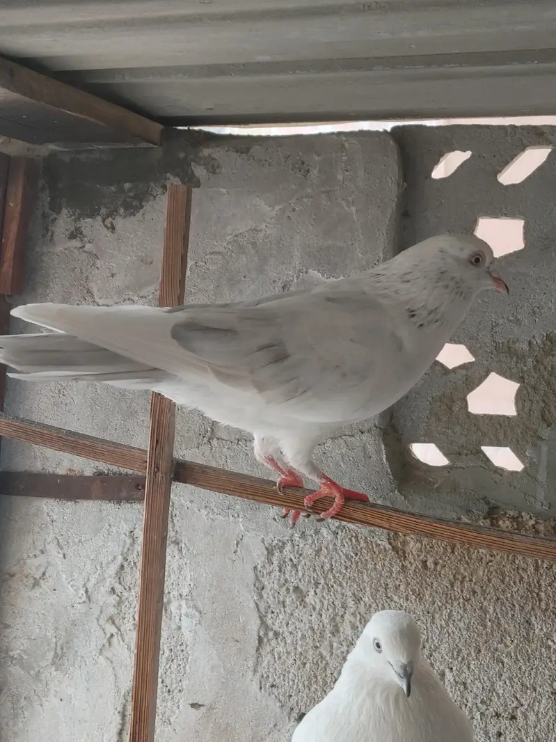 PATTI WALE — photo 7