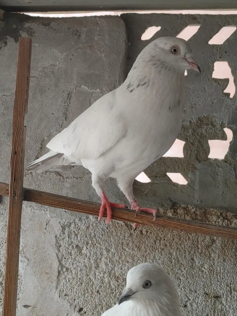 PATTI WALE — photo 8