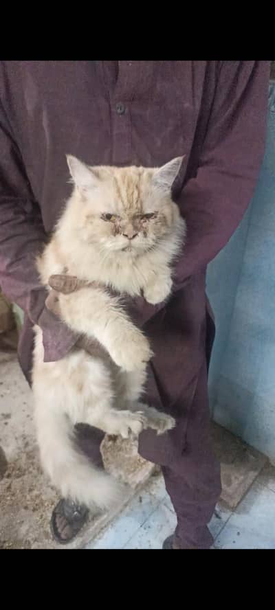persian double coat brown colour cat on heat litter train friendly