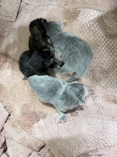 Kittens for adoption