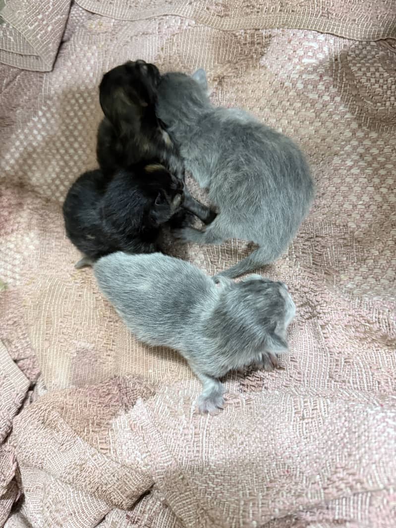 Kittens for adoption 0
