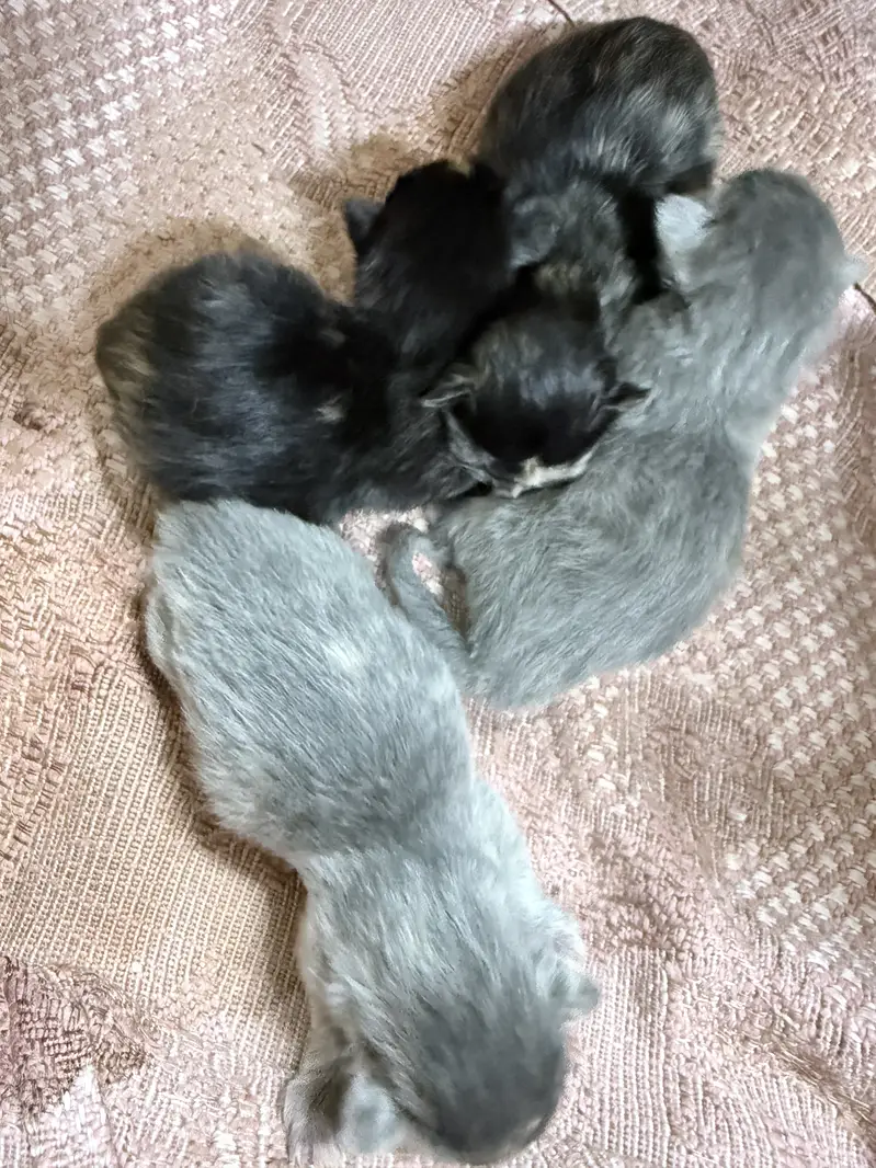 Kittens for adoption — photo 2