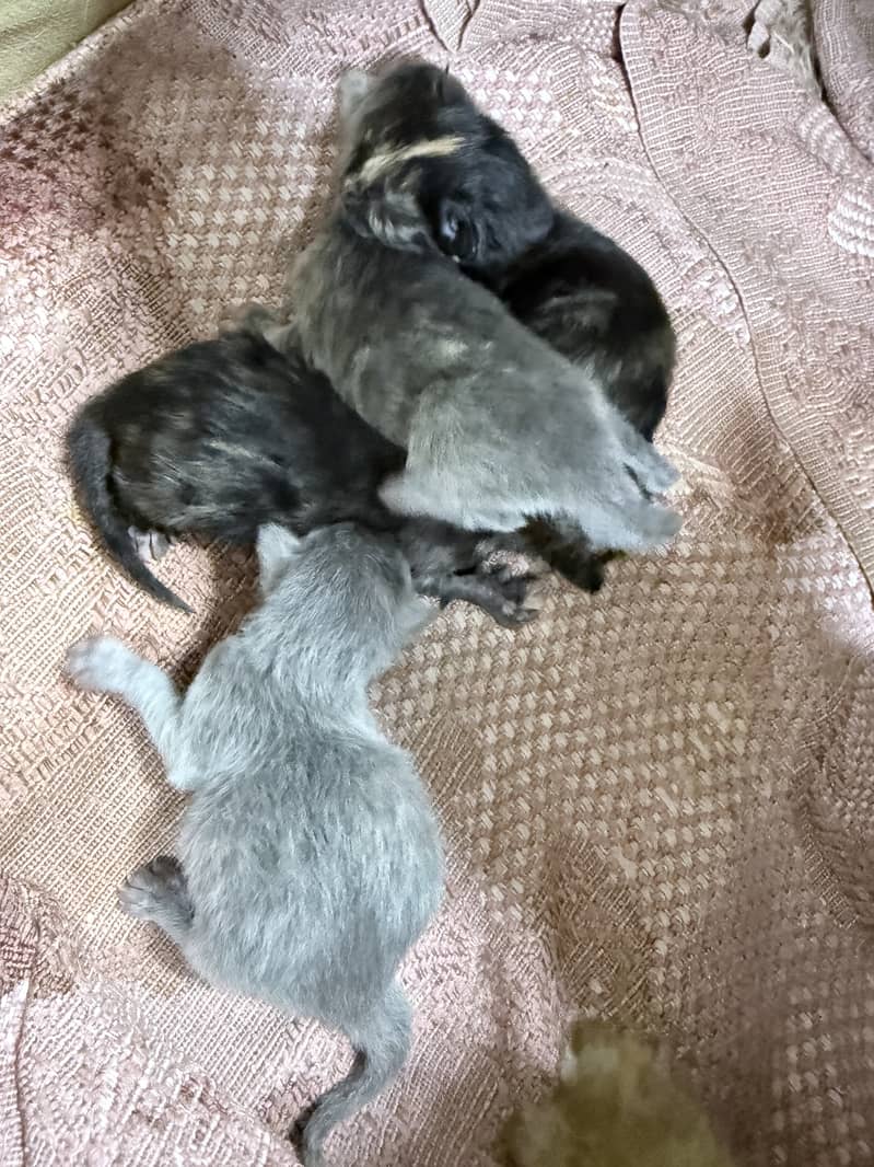Kittens for adoption 2