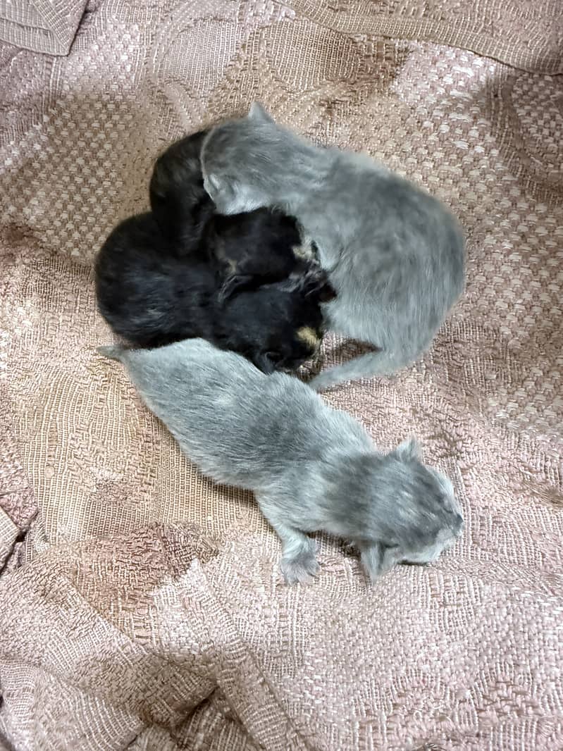 Kittens for adoption 3