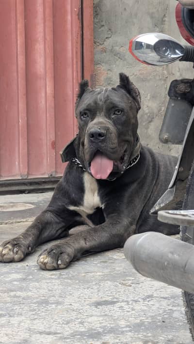 cane corso pedigree microchipped male looking for loving home