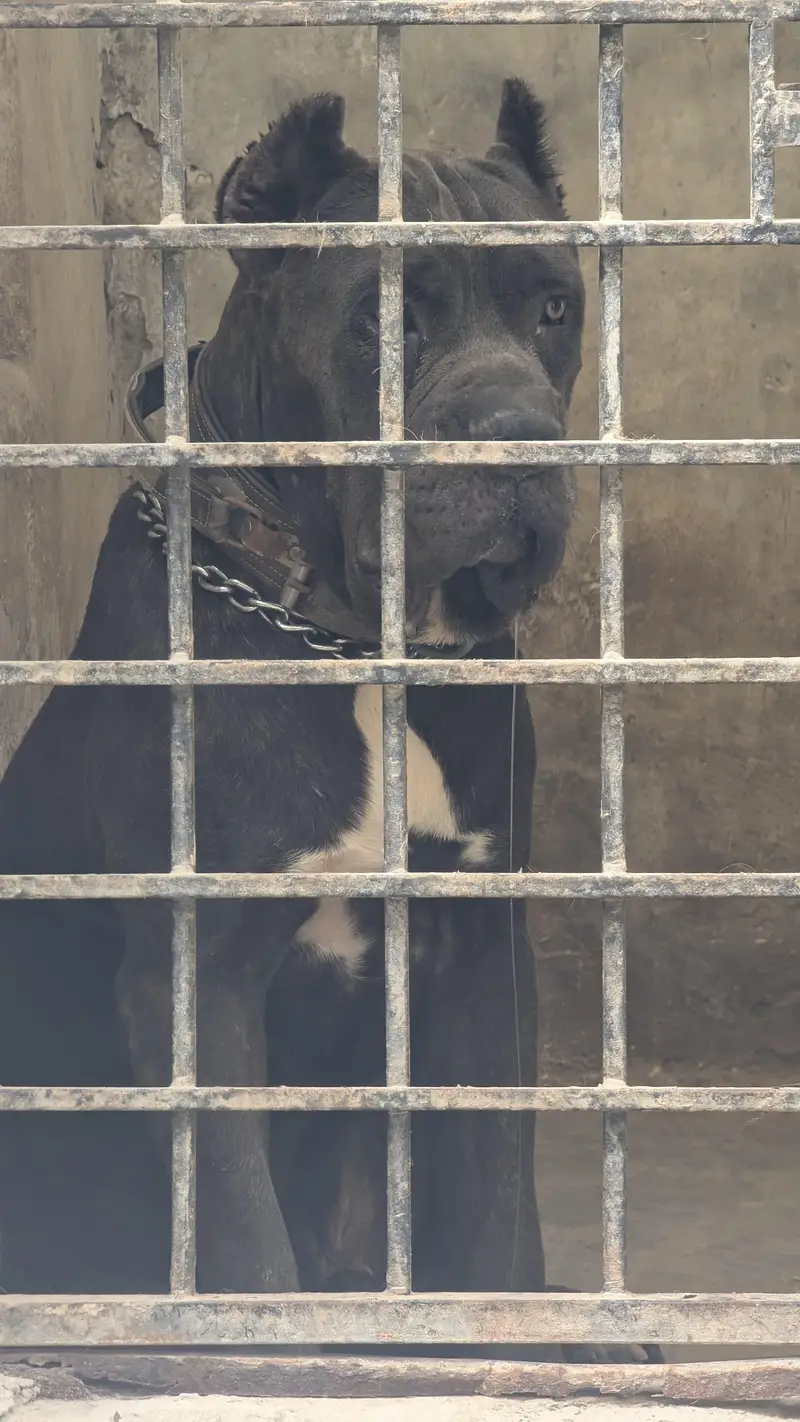 cane corso 0/3/0/6/8/6/2/6/5/3/0 looking for loving home — photo 2