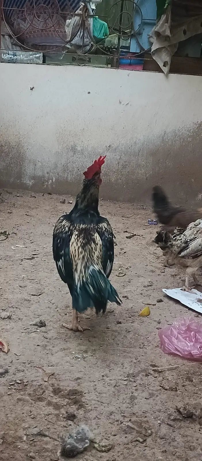 mazbot joro may he — photo 5
