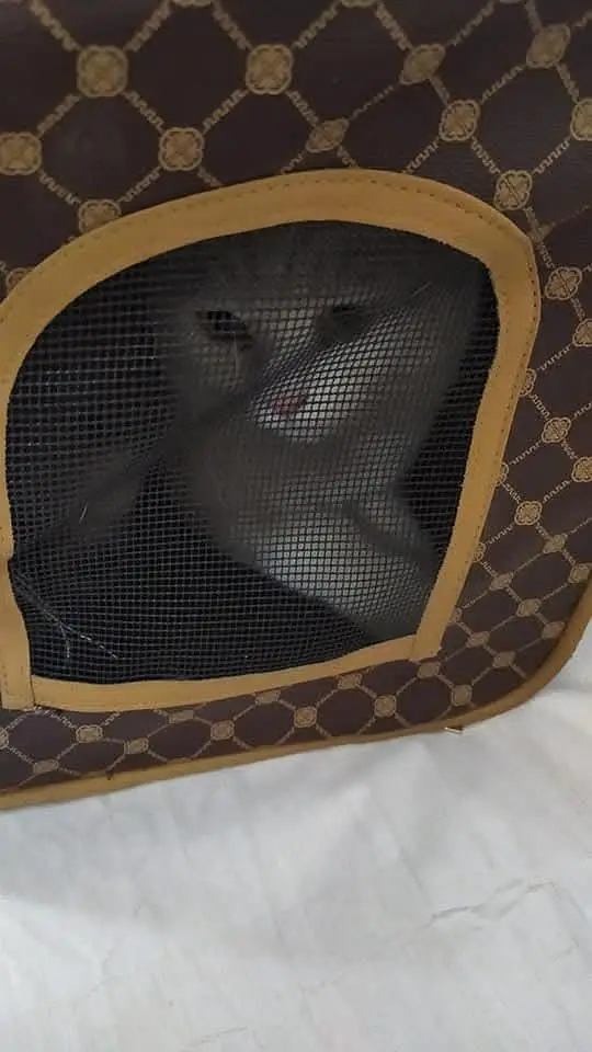 CAT ACCESSORIES