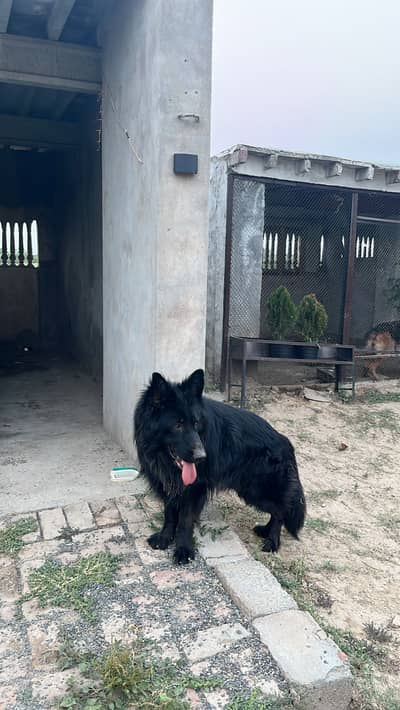 German Shepherd black long coat raider pair