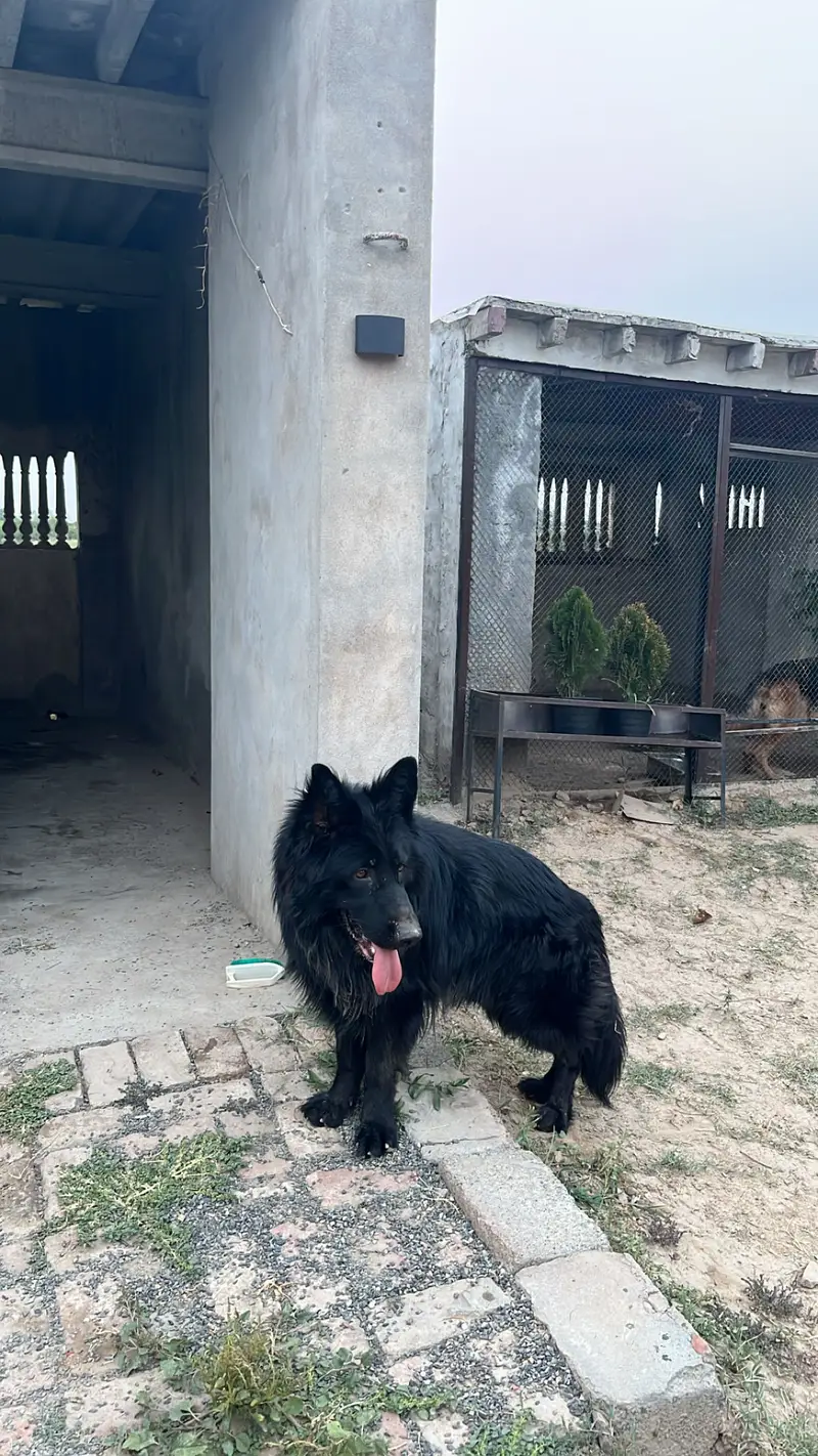 German Shepherd black long coat raider pair