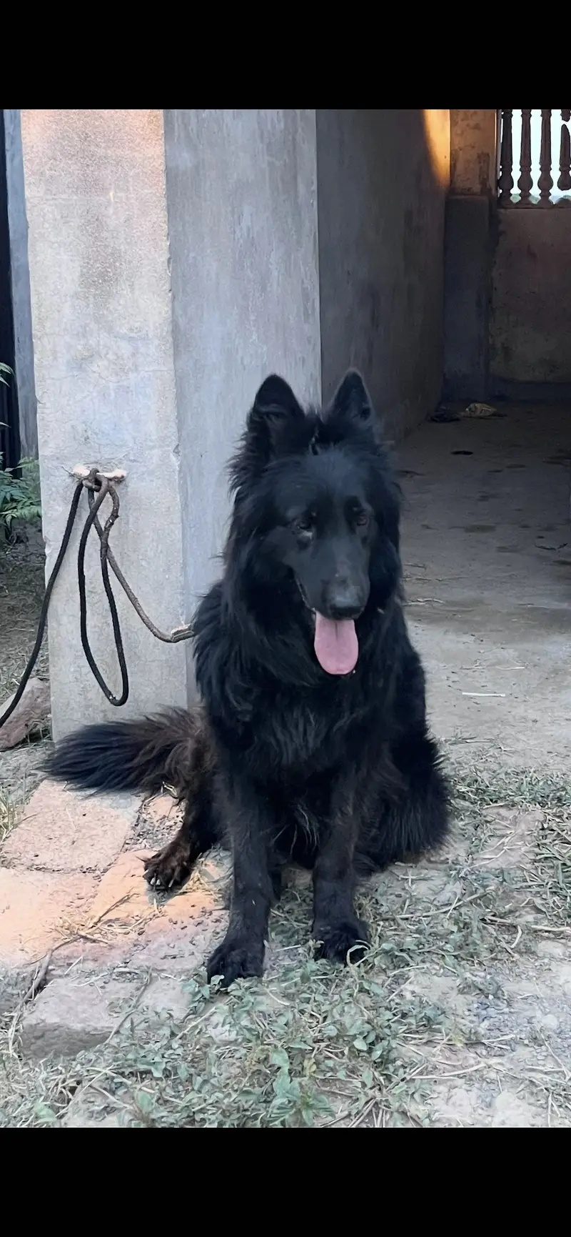 German Shepherd black long coat raider pair — photo 2