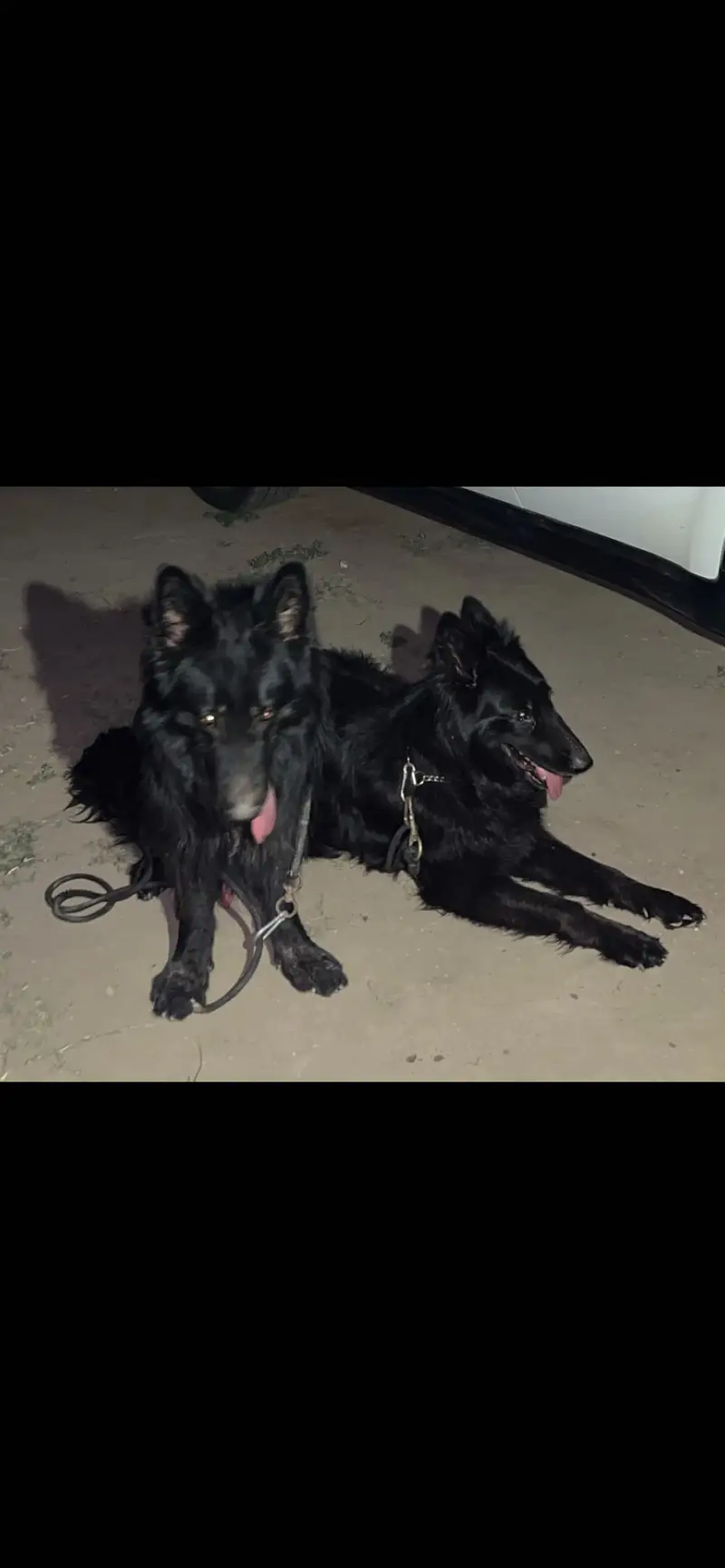 German Shepherd black long coat raider pair — photo 3